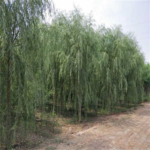 柳樹圖片 柳樹圖片