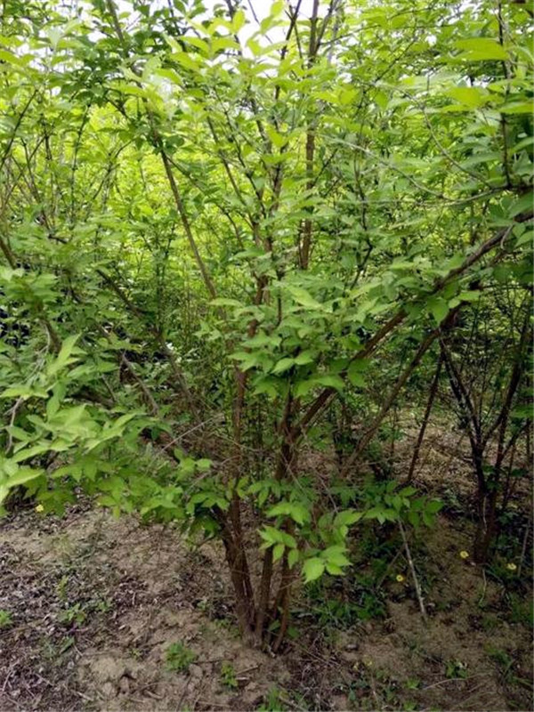 金銀木圖片 金銀木圖片