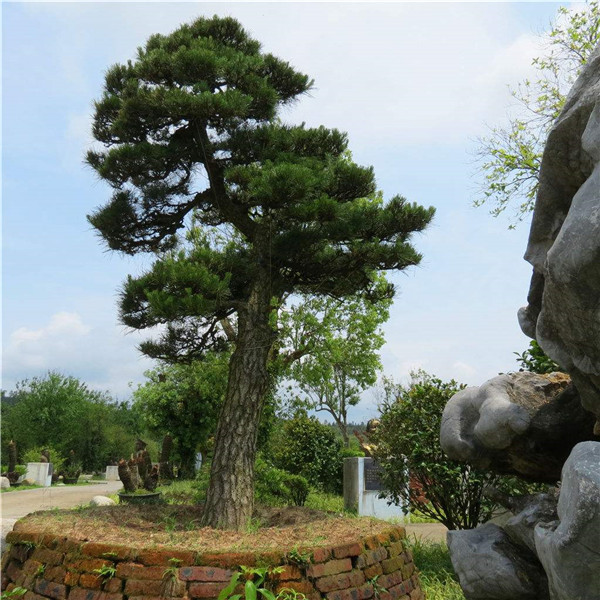 松樹(shù)圖片 松樹(shù)圖片