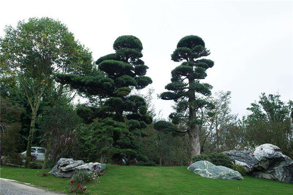 松樹(shù)圖片 松樹(shù)圖片