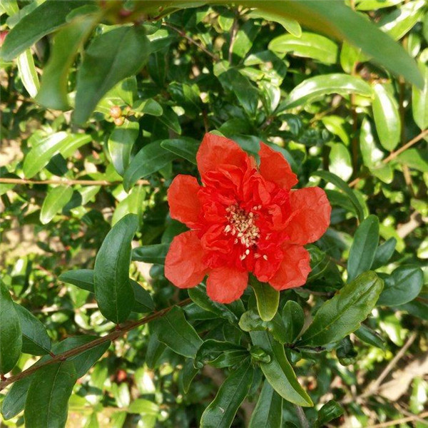 花石榴圖片 花石榴圖片