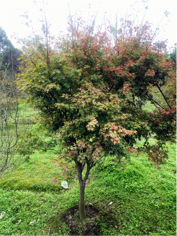 雞爪槭圖片 雞爪槭圖片