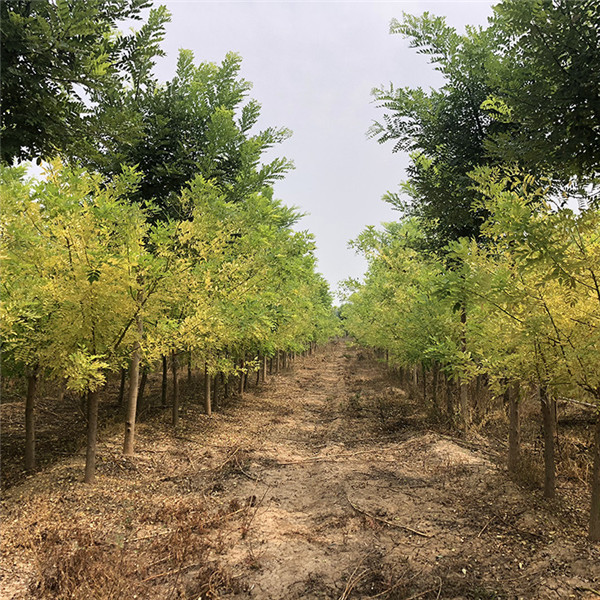 黃金槐圖片 黃金槐圖片