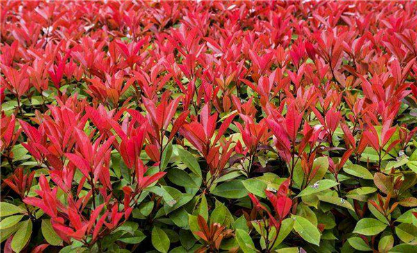 紅葉石楠圖片 紅葉石楠圖片