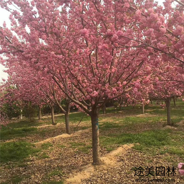 染井吉野圖片 染井吉野圖片