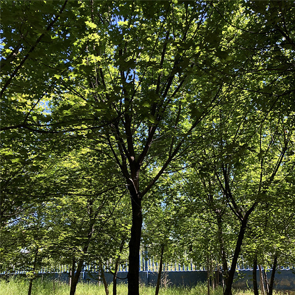 五角楓圖片 五角楓圖片