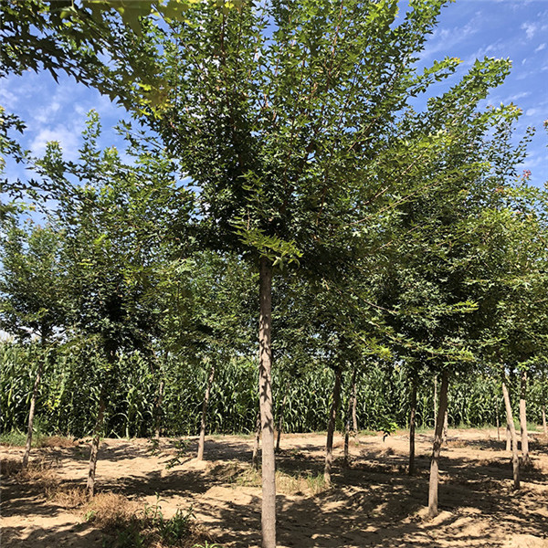 五角楓圖片 五角楓圖片