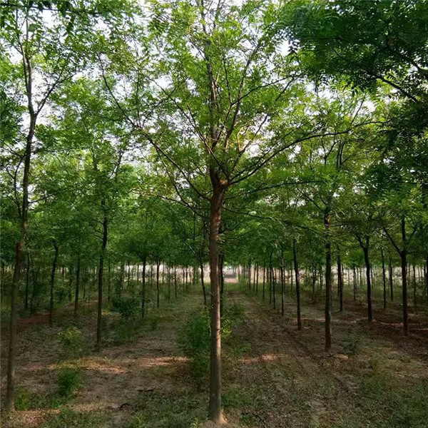 皂角樹圖片 皂角樹圖片