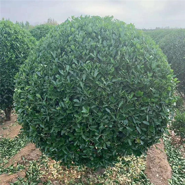 黃楊圖片 黃楊圖片