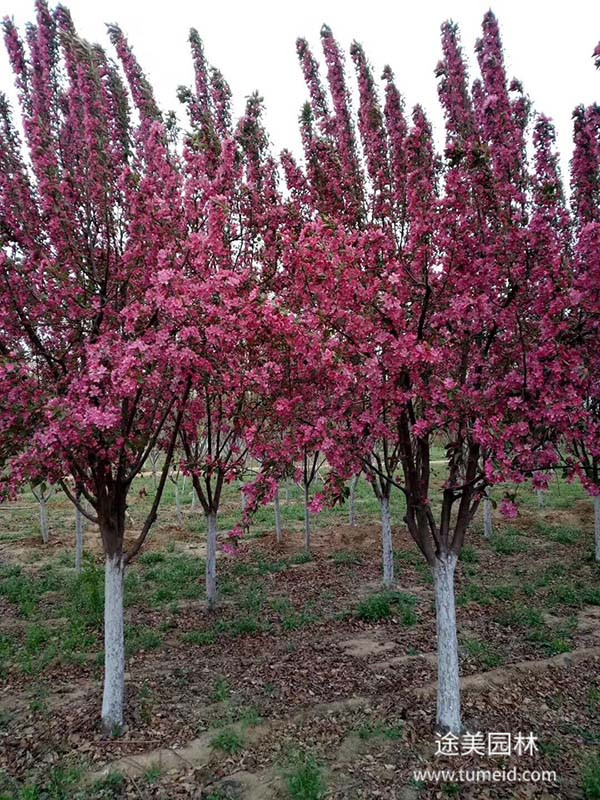 北美海棠圖片 北美海棠圖片