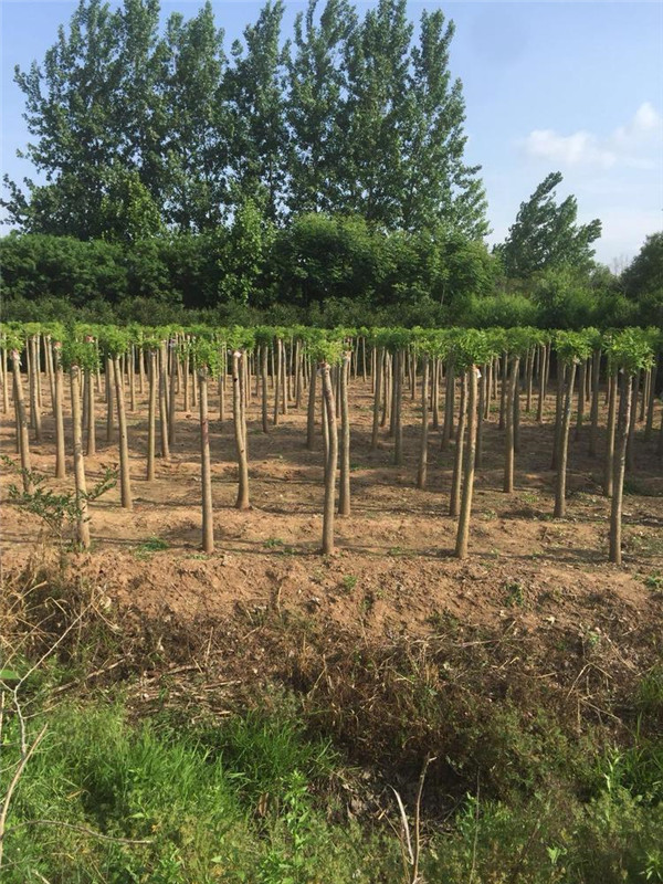 龍爪槐圖片 龍爪槐圖片