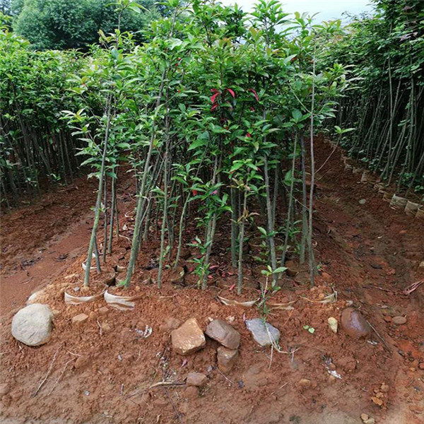 杜英圖片 杜英圖片