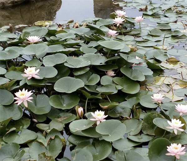 荷花圖片 荷花圖片