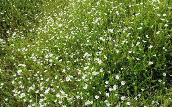 滿天星圖片 滿天星圖片