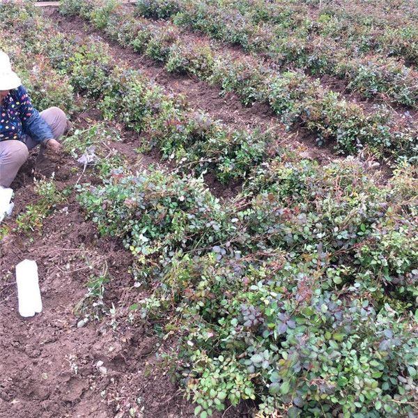 豐花月季圖片 豐花月季圖片