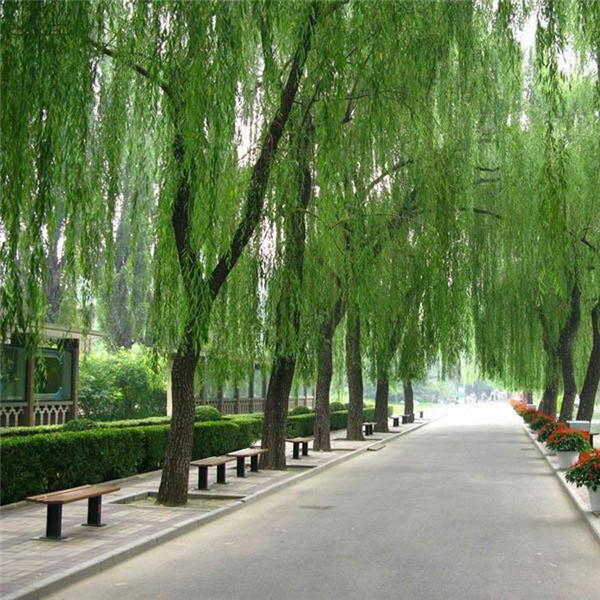 金絲柳圖片 金絲柳圖片