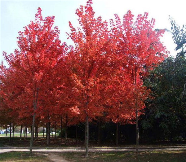 紅楓圖片 紅楓圖片