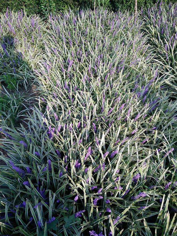 沿階草圖片 沿階草圖片