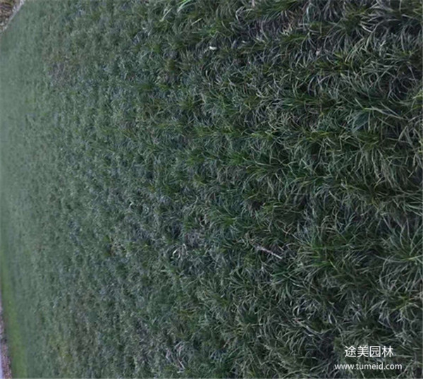 金邊麥冬圖片 金邊麥冬圖片