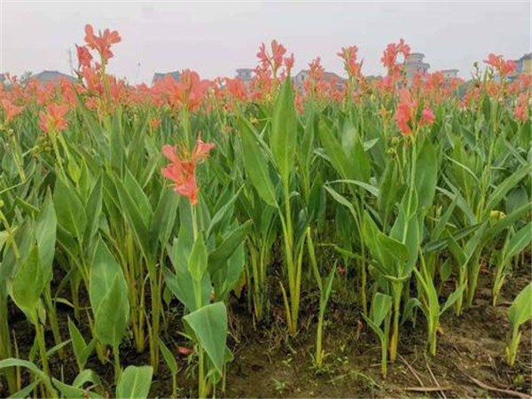 粉花美人蕉圖片 粉花美人蕉圖片