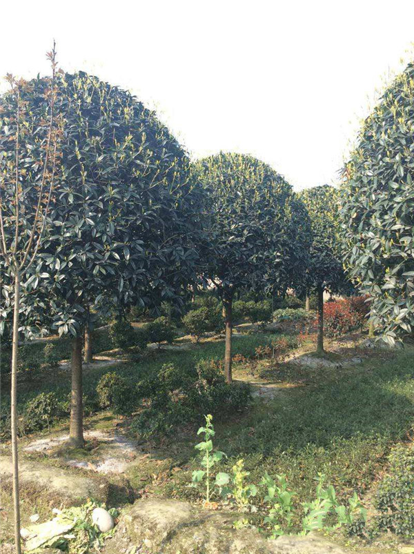 銀桂圖片 銀桂圖片