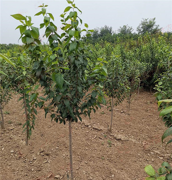 臘梅圖片 臘梅圖片