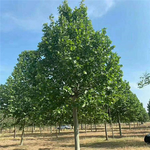 法國梧桐圖片 法國梧桐圖片