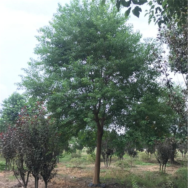 烏桕樹圖片 烏桕樹圖片