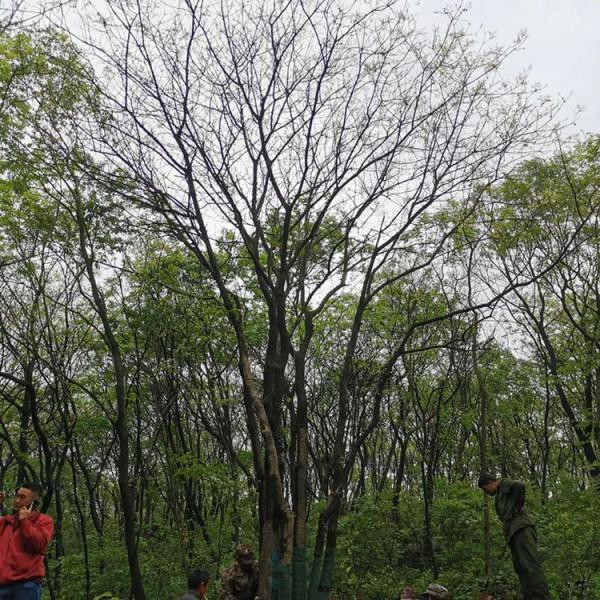 黃連木圖片 黃連木圖片