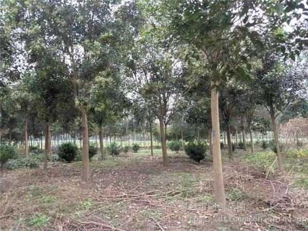 大葉女貞圖片 大葉女貞圖片