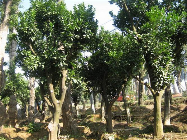 香泡樹圖片 香泡樹圖片