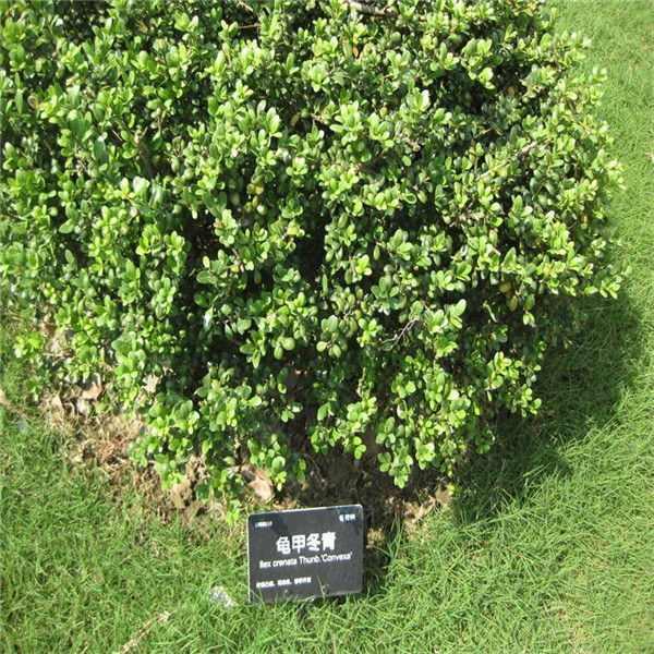 冬青圖片 冬青圖片