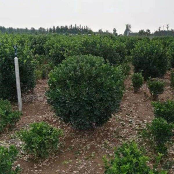 冬青圖片 冬青圖片