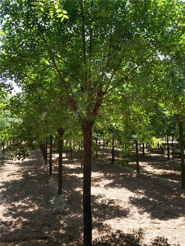 合歡圖片 合歡圖片