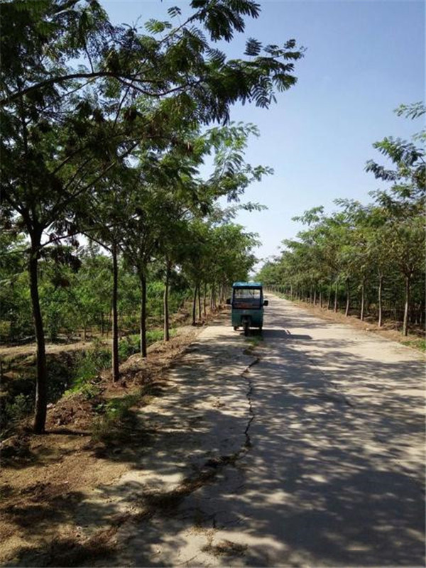 合歡圖片 合歡圖片