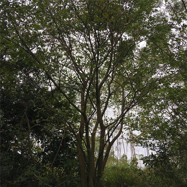 叢生黃連木圖片 叢生黃連木圖片