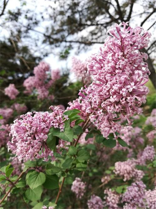 丁香圖片 丁香圖片