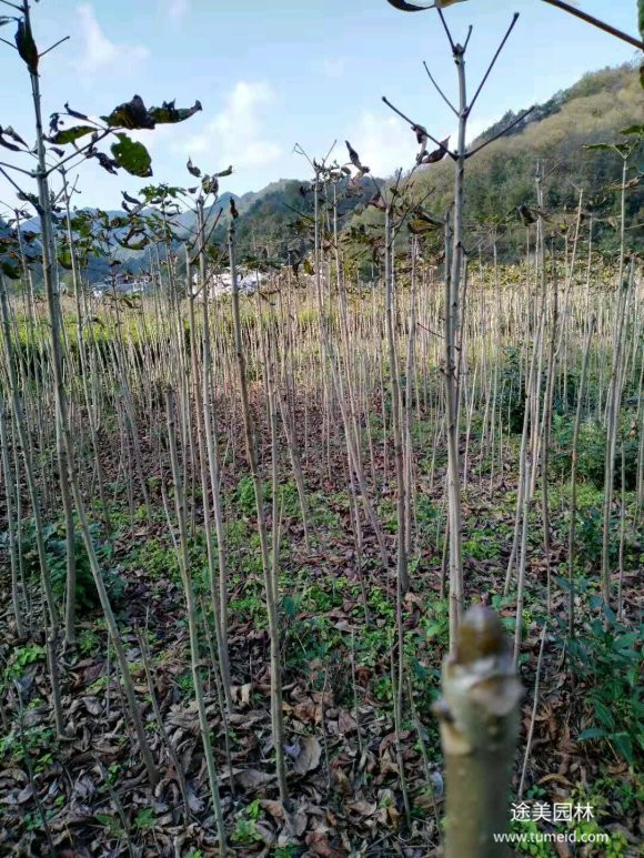 七葉樹圖片 七葉樹圖片