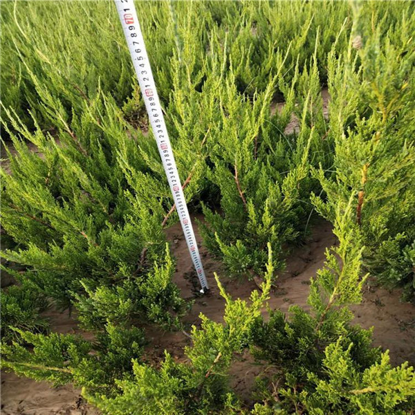 柏樹圖片 柏樹圖片