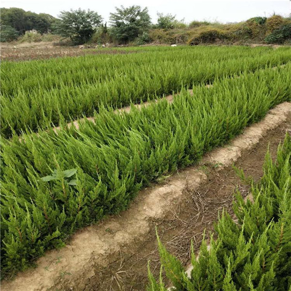 柏樹圖片 柏樹圖片