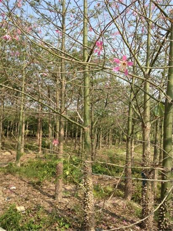 木棉圖片 木棉圖片