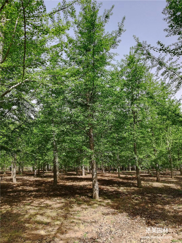 銀杏樹(shù)圖片