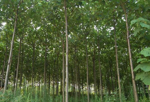 泡桐樹圖片 泡桐樹圖片