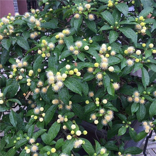 楊梅圖片 楊梅圖片