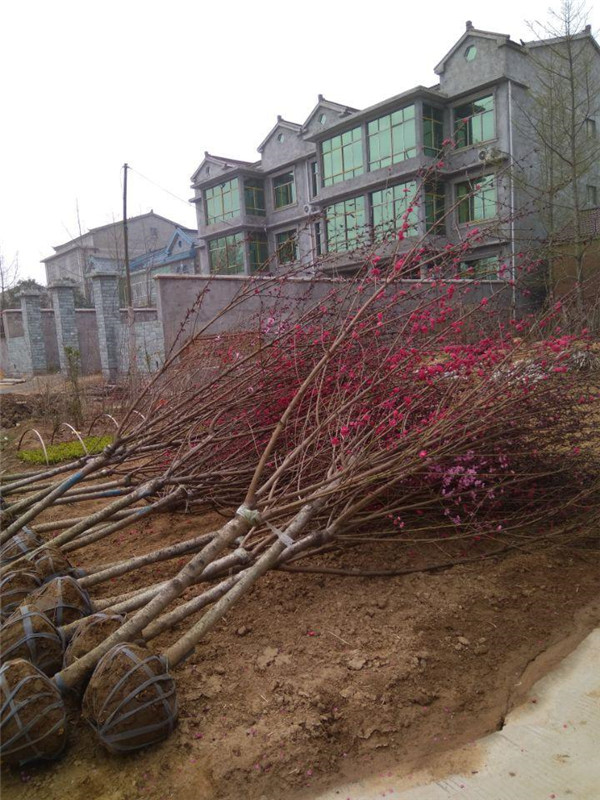 紅葉碧桃圖片 紅葉碧桃圖片