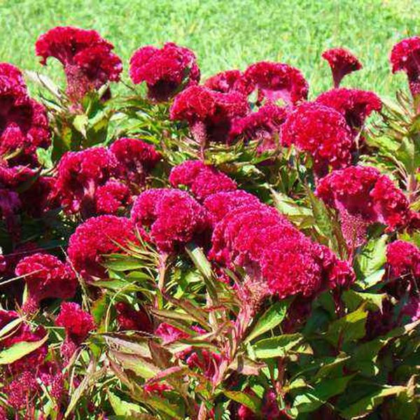 鳳尾雞冠花圖片 鳳尾雞冠花圖片