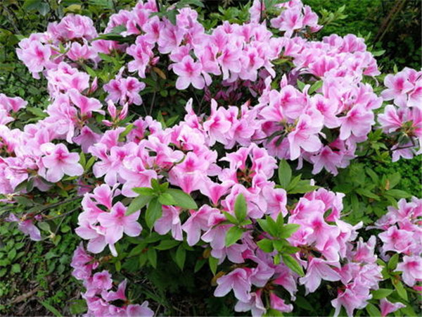 錦繡杜鵑圖片 錦繡杜鵑圖片