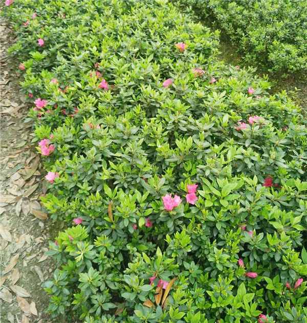 錦繡杜鵑圖片 錦繡杜鵑圖片