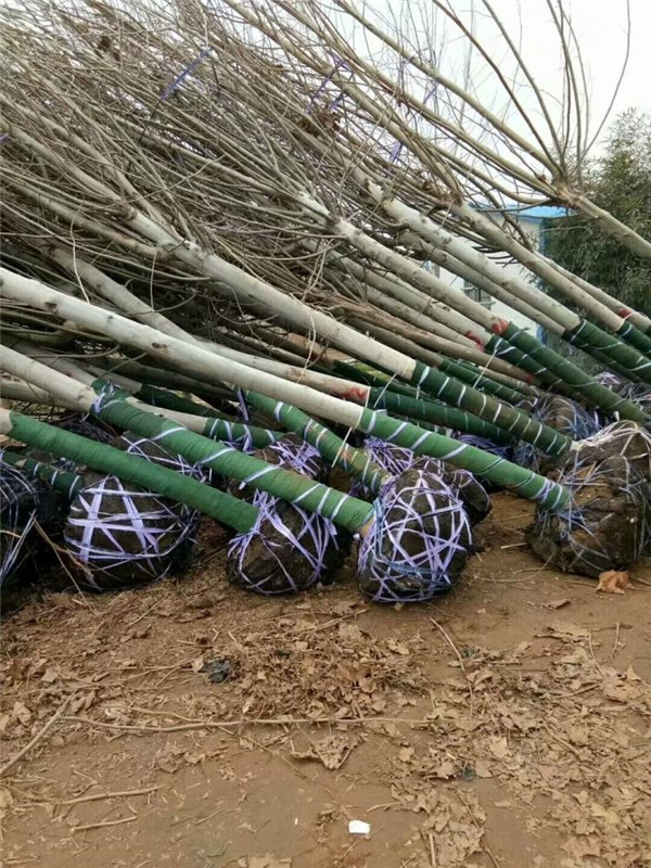 法桐圖片 法桐圖片