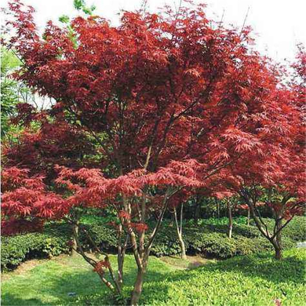 紅楓圖片 紅楓圖片